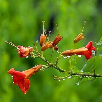 Red Hummingbird Vine Seeds (Campsis radicans) - 25 Seeds, Non-GMO, Climbing Vine