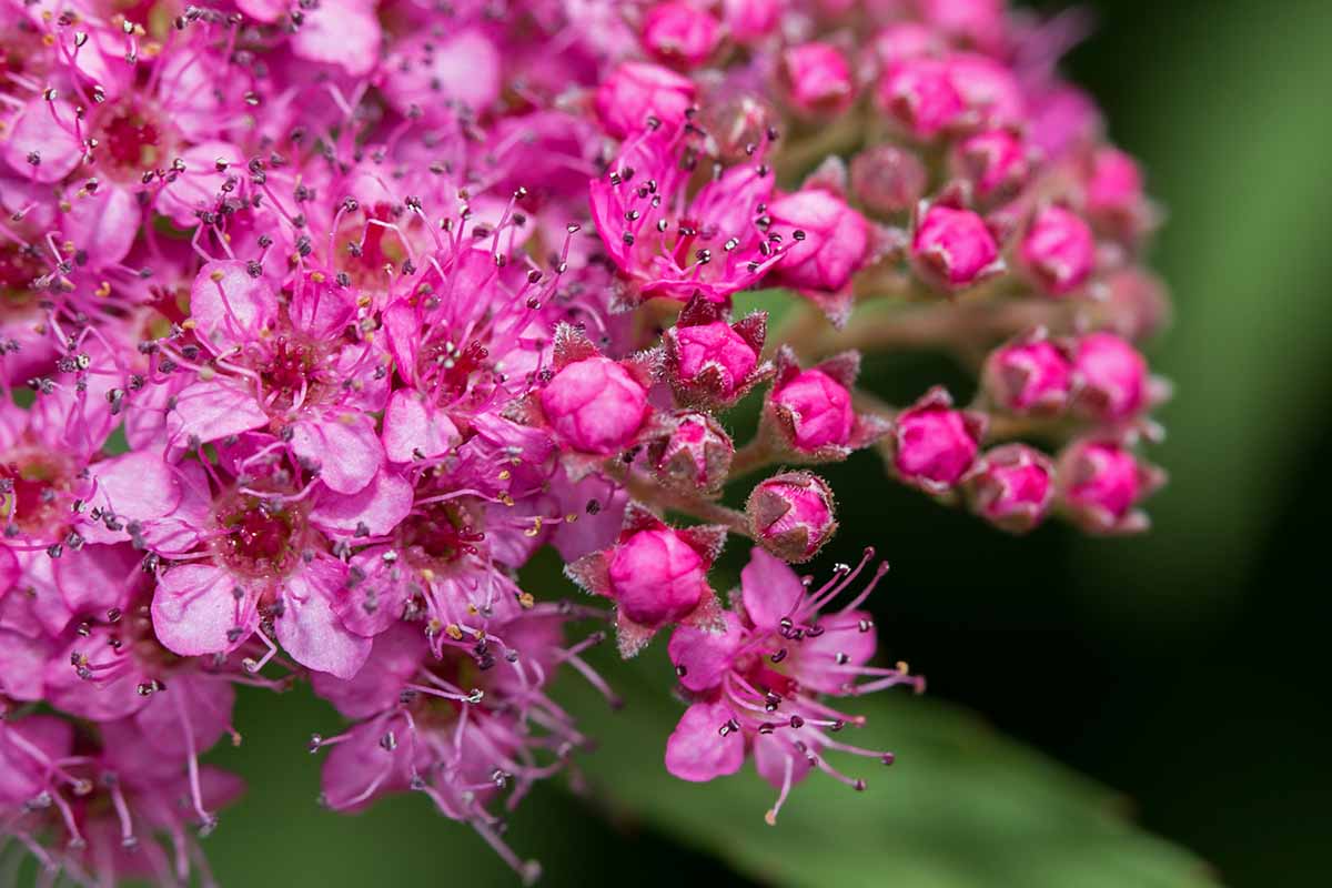 Magic Carpet Spirea Cuttings - Unrooted (10) 6-8" | Easy to Grow, Colorful Foliage
