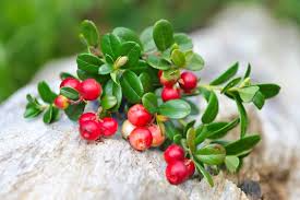 Lingonberry Plant Rhizomes (Vaccinium vitis-idaea) - 4 Live Wild Alaskan Rhizomes, Acid-Loving Evergreen Groundcover