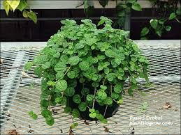 Creeping Charlie Friendship Plant (Pilea Nummulariifolia) - Rooted Live Plant, Ground Cover