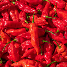 Ghost Pepper Seeds (Bhut Jolokia) - Non-GMO Heirloom, Extremely Hot Capsicum chinense
