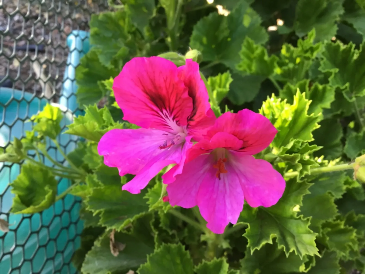 Geranium Pink/Purple Pelargonium Cuttings - 3 Fresh Organic Rooting Cuttings
