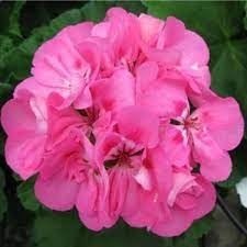 Bubblegum Pink Pelargonium Zonal Geranium Unrooted Cuttings — 4 (8" Each) for Containers & Hanging Baskets