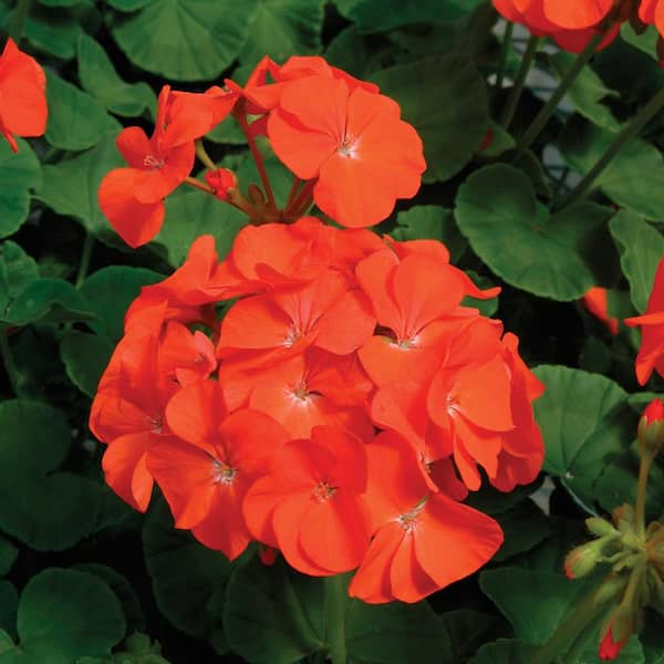 Pelargonium Geranium Cuttings - 3 Unrooted Red-Orange Flower Stems (5") for USDA Zones 9-11