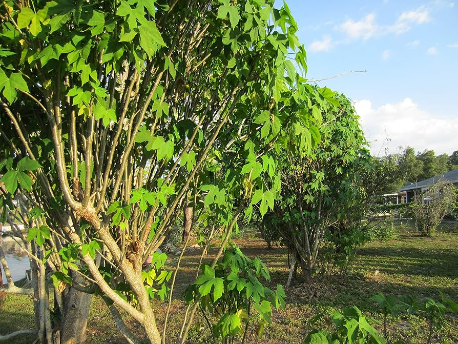 Chaya Cuttings, 3 Live Stems (6-8") – Cnidoscolus aconitifolius, Tropical Spinach Tree, Zones 10-12