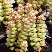 Crassula 'Tom Thumb' Cuttings (2) - 3-4 inch Unrooted Succulent, White Spring Blooms
