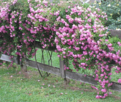 Peggy Martin Rose Cuttings (Katrina Rose) - Unrooted 7-8" (5-Pack) Hardy Climbing Rose