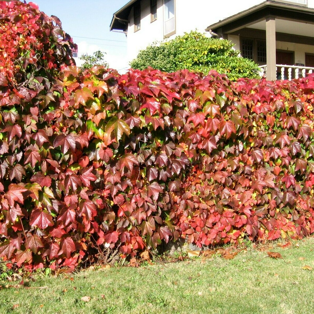 Virginia Creeper Rooted Cutting 5-8" Parthenocissus quinquefolia | Hardy Ground Cover Vine
