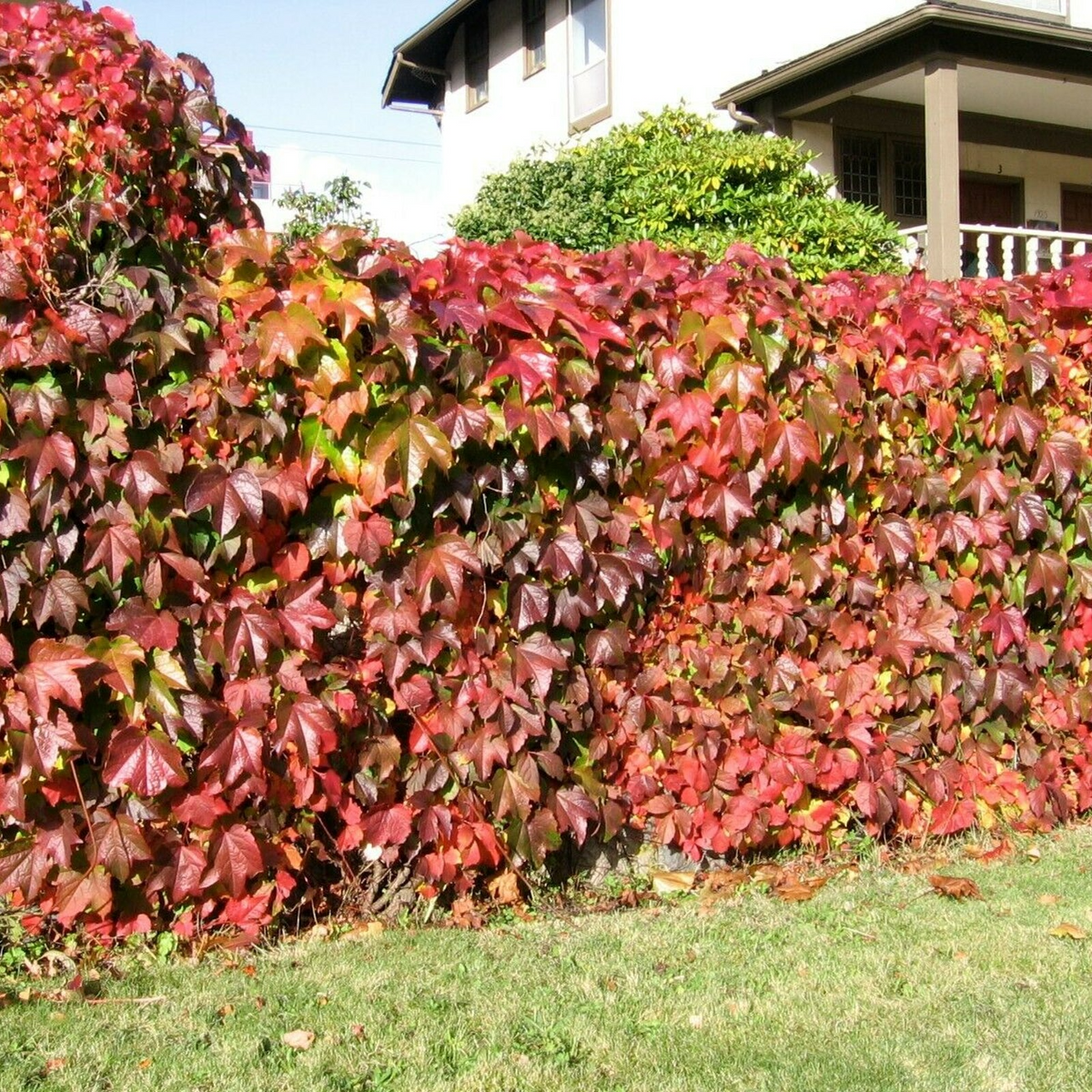 Virginia Creeper Rooted Cutting 5-8" Parthenocissus quinquefolia | Hardy Ground Cover Vine