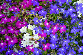 Cascade Lobelia Seed Mix (Lobelia erinus) - 100 Premium Seeds for Trailing, Summer Blooms