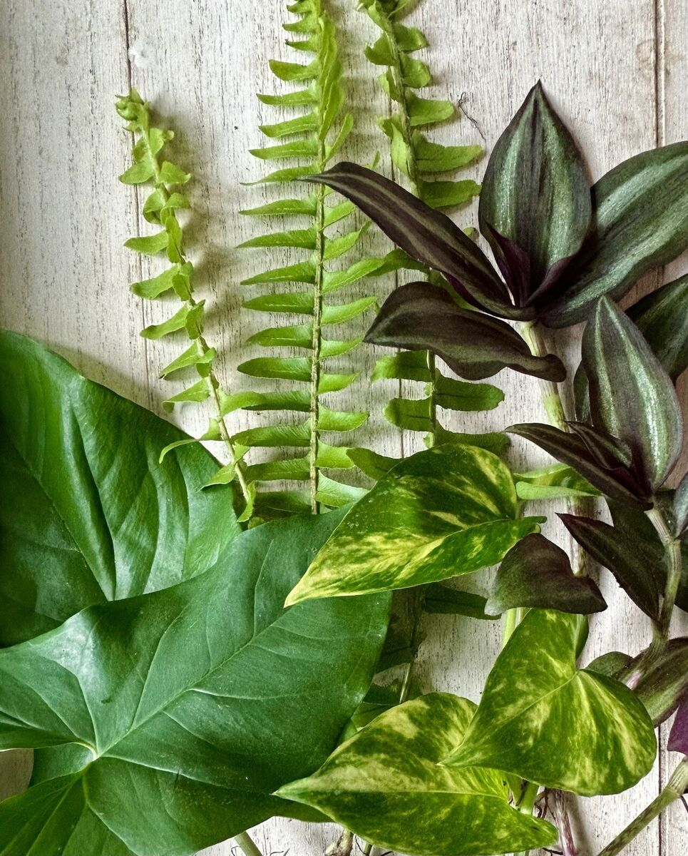 12 Rooted Plant Cuttings (3 Each): Pothos, Wandering Jew, Arrowhead Vine & Ferns - Ready to Grow