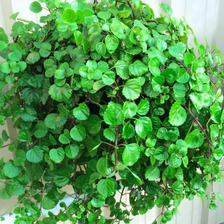 Organic Swedish Ivy Cuttings - 10 Trailing Plectranthus verticillatus, Low Light, Air Purifying