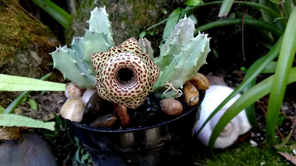 Huernia Hybrid G5 Cuttings (2) - Rare Succulent, Starfish Flowers, Bare Root