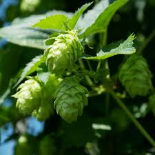 Saaz Hops Seeds (Humulus lupulus) - 5 Non-GMO Hop Vines for Trellis & Vertical Garden