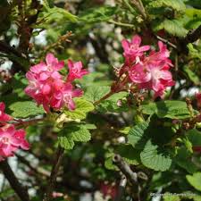 Red Flowering Currant Seeds (Ribes sanguineum) - 10 Seeds for Hedge & Border