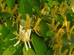 Japanese Honeysuckle Cuttings (Lonicera japonica) - 10 Live Vine Clippings