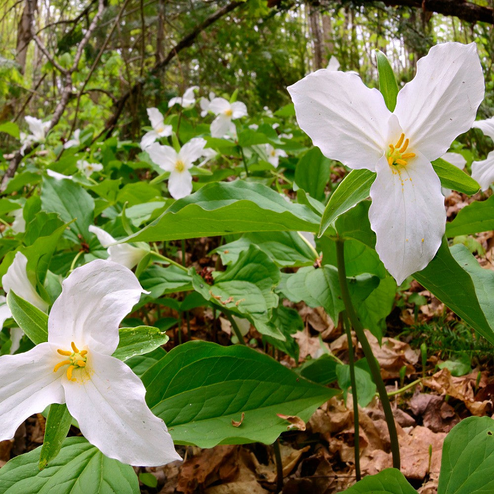White Trillium Plants (Trillium grandiflorum) - 5 Bare Root Perennial for Woodland Gardens
