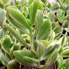 Crassula Ovata Variegated Jade Lemon Lime Tri-Color Cuttings – 5 Unrooted