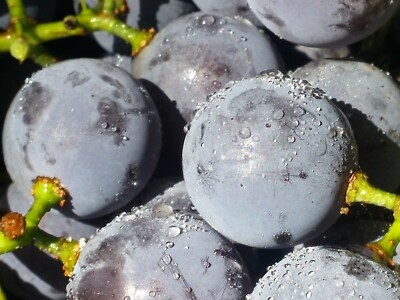 Concord Grape Cuttings (Unrooted, 12 pcs) 6-8" with Seeds - Organic, Vigorous Grower