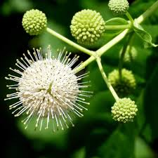 Buttonbush Plant Cephalanthus occidentalis Bare Root 12-18" | Native Wetland Shrub