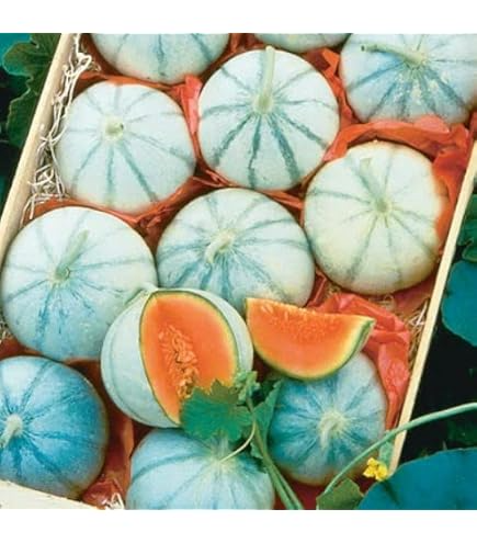 Silver Fox Melon Seeds - Rare Heirloom Cucumis melo, Striped Green/Silver Rind