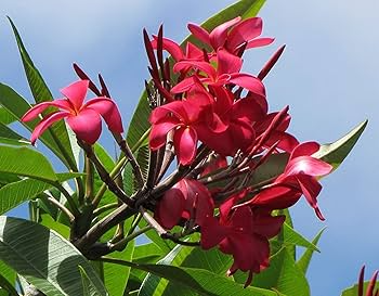 Plumeria Cuttings - Miami Rose (12-14 in) Unrooted Stem Cuttings