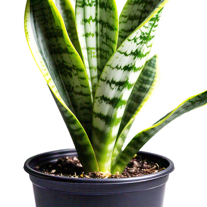 Sansevieria Trifasciata Snake Plant in 4" Pot - Low Maintenance Indoor Houseplant, Air Purifying