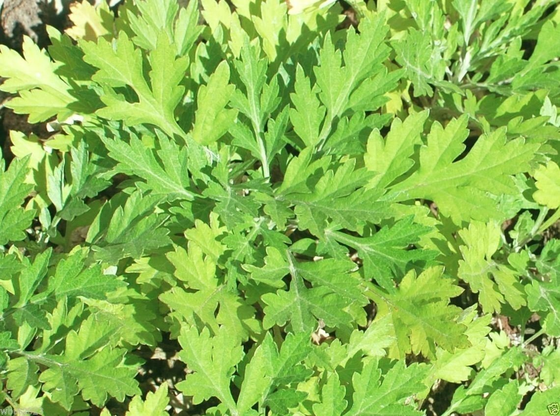 100 Seeds Japanese Mugwort (Artemisia princeps, Yomogi) - Culinary Herb for Planting