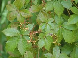 Virginia Creeper Vine Cuttings (Parthenocissus quinquefolia) - 12 Rooted Clippings