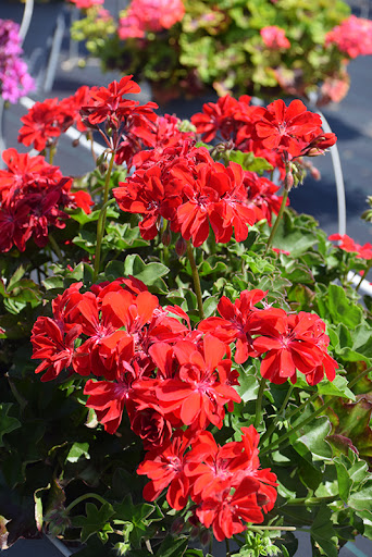 Ivy Geranium Mountie Red - 8 Unrooted Cuttings for Propagation