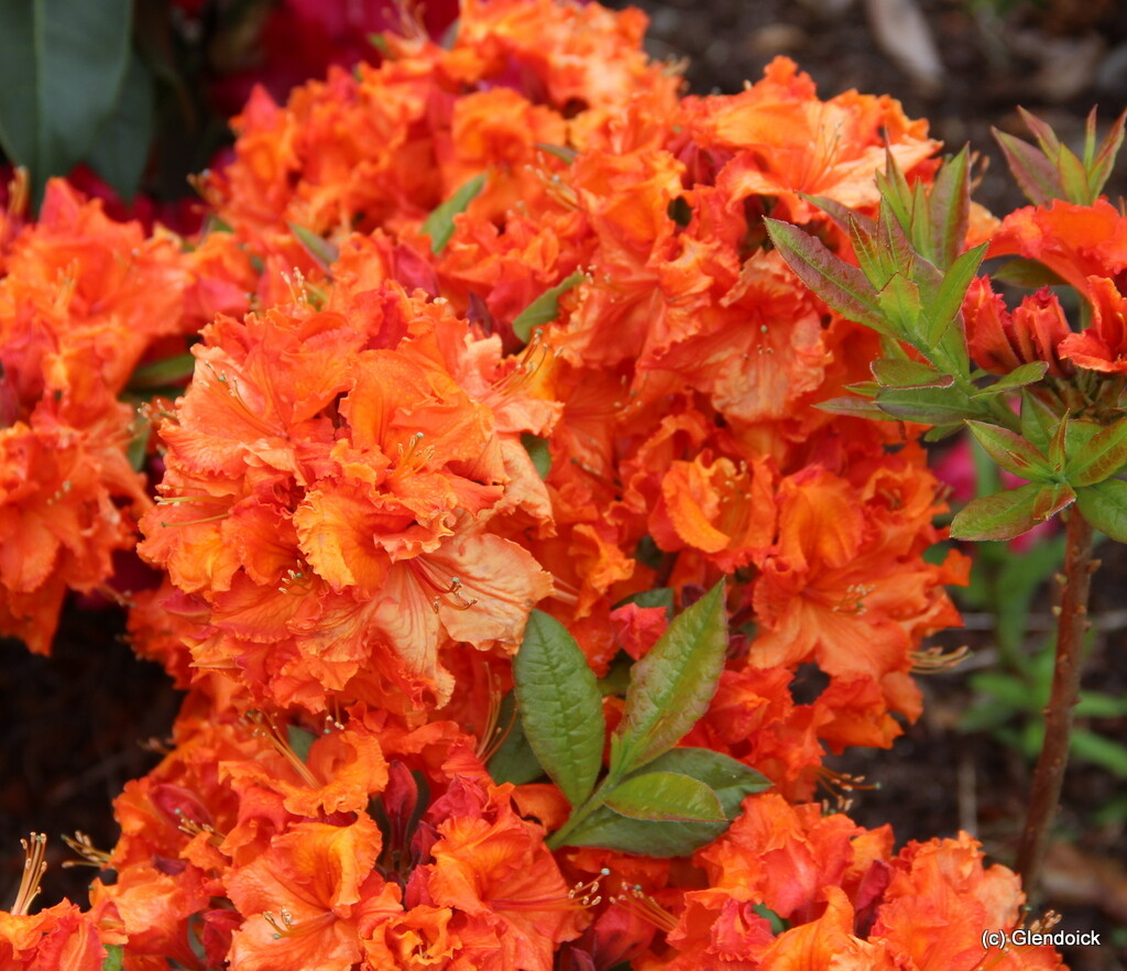 Gibraltar Deciduous Azalea Starter Plant | Rhododendron, Orange Blooms, Partial Sun