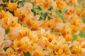 California Gold Bougainvillea Live Plant – Drought & Salt Tolerant, Full Sun, Zones 9-11