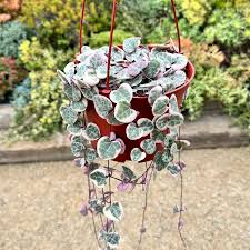 Variegated String of Arrows Cuttings (Ceropegia woodii 'Variegata') - Propagation Cup