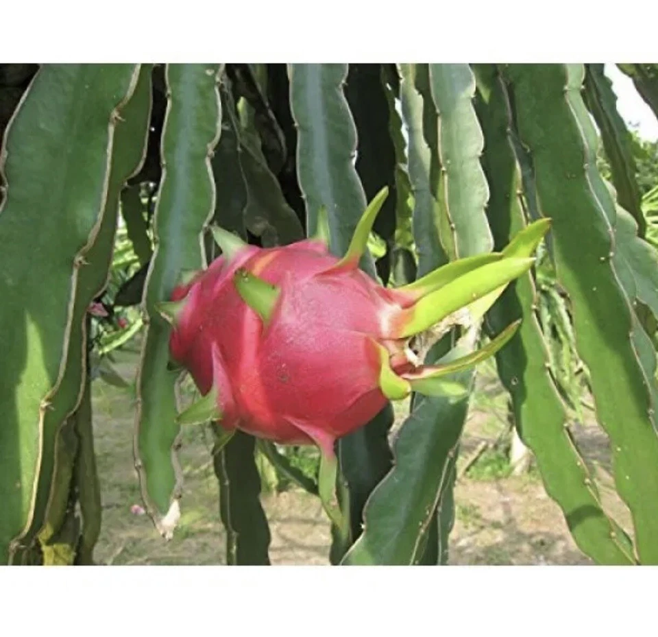 Vietnam White Dragon Fruit Cuttings (Hylocereus undatus) 8”–24” — Self-Pollinating, Fast-Growing
