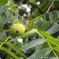 Black Walnut Seeds (Juglans nigra) - 10 Seeds for Home Orchard and Landscaping