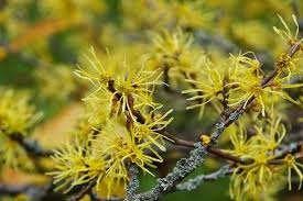Witch Hazel Shrub Hamamelis virginiana - Bare Root 12-18"