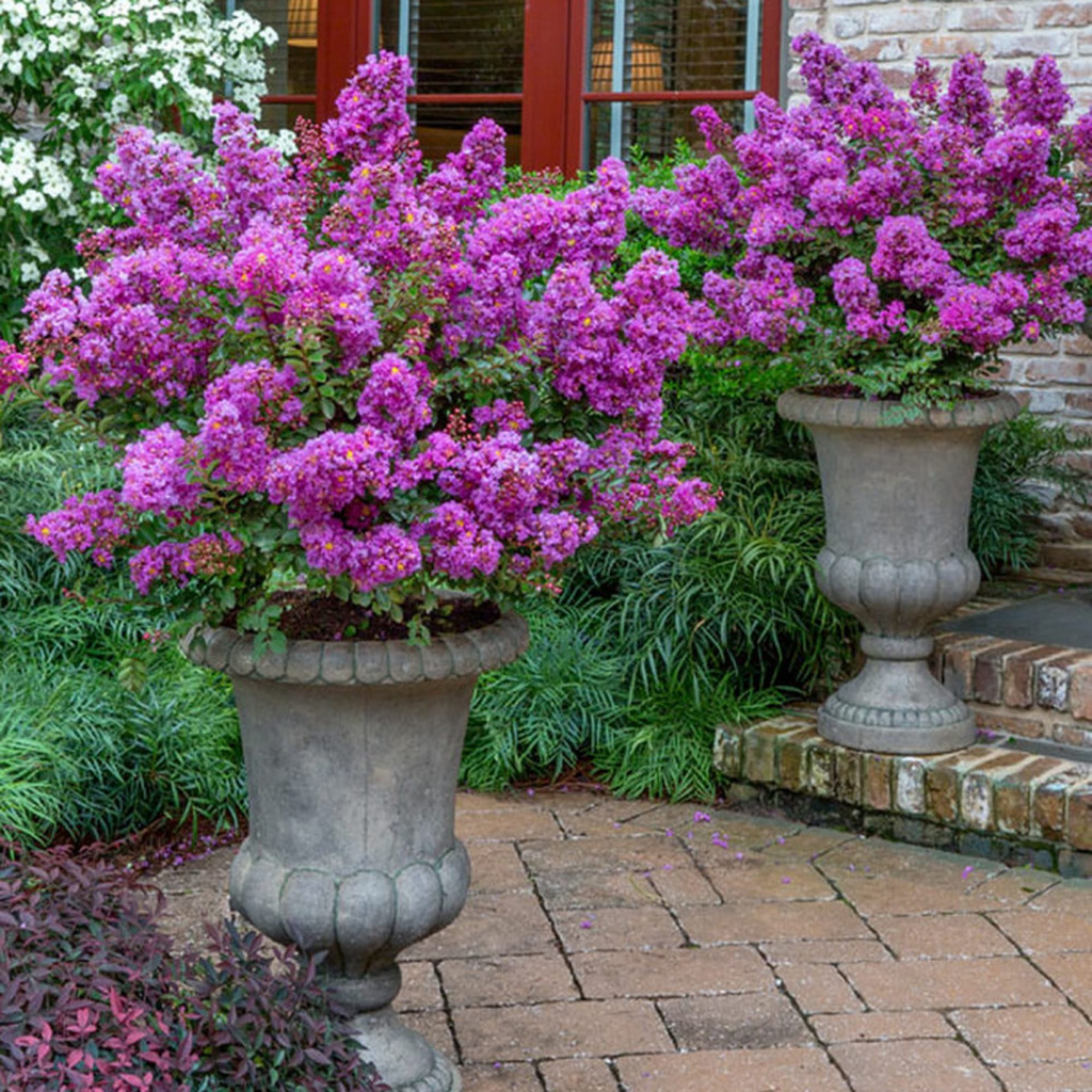 8 Purple Crape Myrtle Unrooted Cuttings 6-8" Lagerstroemia indica Light Purple Blooms