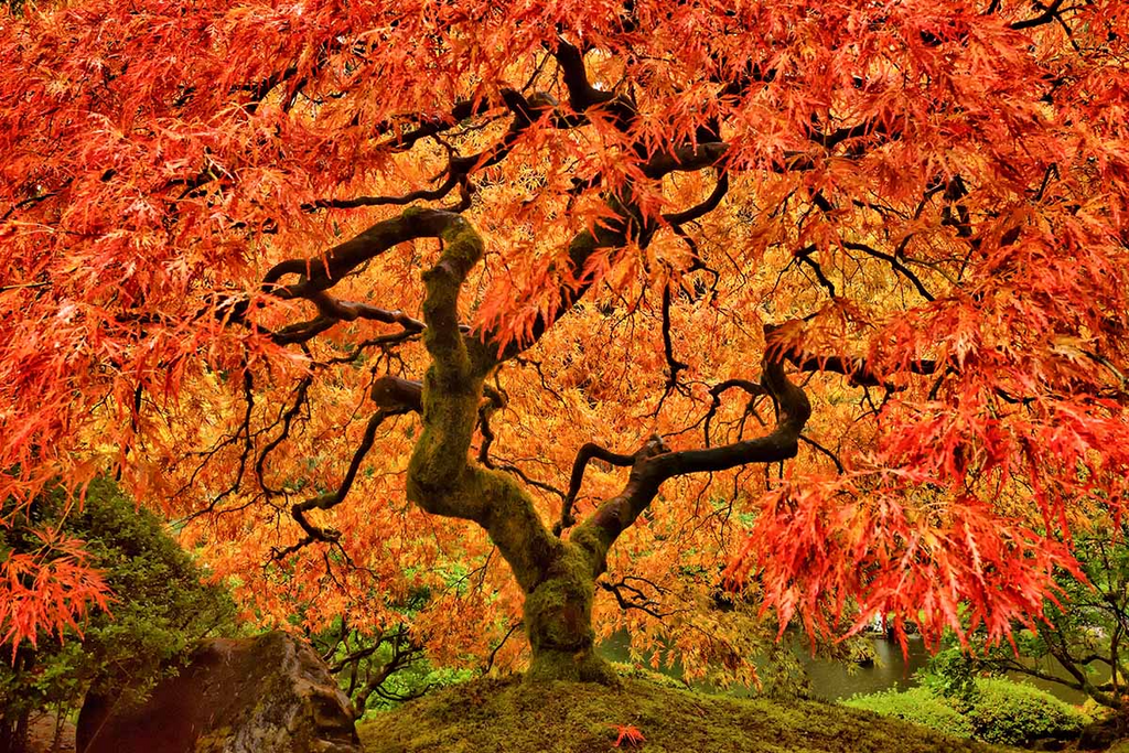 Sugar Maple Cuttings (Acer saccharum) - 8 Unrooted Scions for Grafting