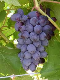 Vitis 'Jupiter' Cuttings (5) - Seedless Grape, Blue Table Grapes, Zones 6-9