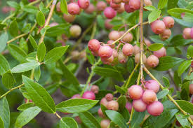 Pink Lemonade Blueberry Plants (Vaccinium Rabbiteye) – 5 Live Starter Plants