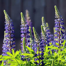 Lupine Perennial Blue Seeds (Lupinus perennis) - 25 Seeds, Hardy, Attracts Pollinators