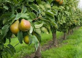 Green Anjou Pear Cuttings (8) - 7-10" Unrooted Cuttings for Propagation, Pyrus communis