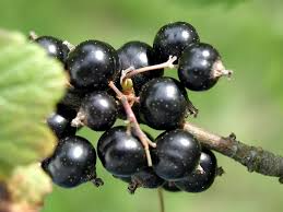 Ribes nigrum Seeds (Black Currant) - 25 Seeds - Alaska Grown, Zone 3 Hardy