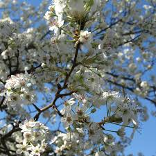 Cleveland Pear (Pyrus calleryana) 10 Unrooted Cuttings - Ornamental Pear, Fast-Growing Shade Tree