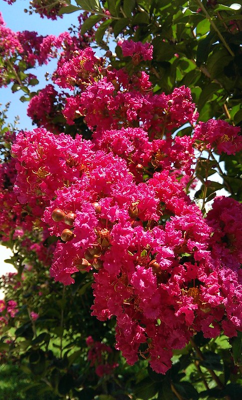 Lagerstroemia indica 'Hot Pink' - 2 Rooted Cuttings, 6" Tall, Bare Root, Dormant