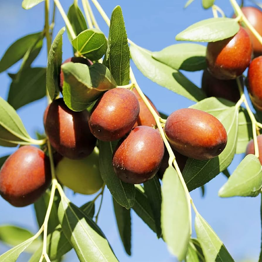 Jujube Unrooted Cuttings (5 pcs) – Ziziphus jujuba | Edible Fruit Tree for Garden & Orchard