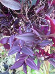 Tradescantia zebrina 'Burgundy' Cuttings - 8 Unrooted 5-6" Trailing Houseplant