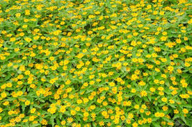 Wedelia trilobata Cuttings - 12 Rooted Vine Starts, Yellow-Orange Flowers, Ground Cover (Zones 8-11)