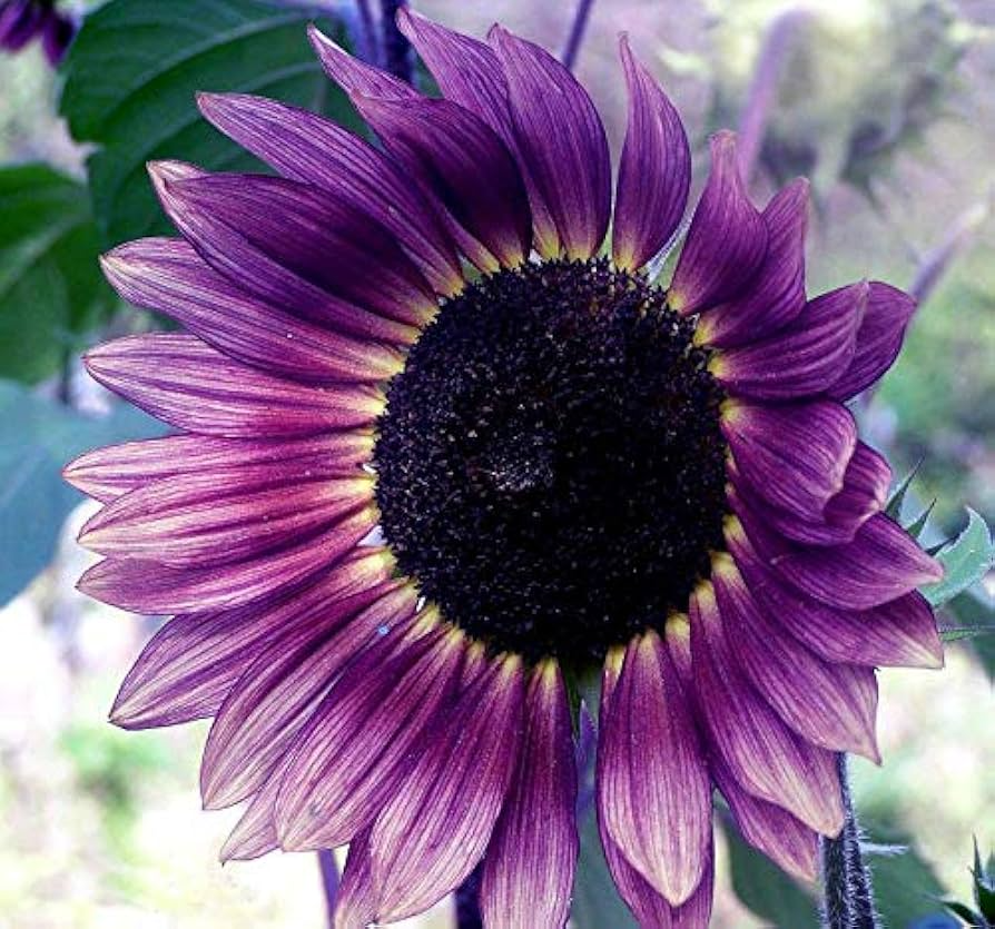 Purple Sunflower Seeds - 50 Violet Glow Heirloom Helianthus annuus
