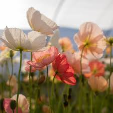 Iceland Poppy Seeds (Papaver nudicaule) - 500 Non-GMO, Cool-Climate Wildflower